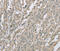 Ectodysplasin A2 Receptor antibody, MBS2526674, MyBioSource, Immunohistochemistry frozen image 