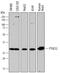 Prostaglandin E Synthase 2 antibody, AF7627, R&D Systems, Western Blot image 