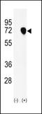 Nuclear Autoantigenic Sperm Protein antibody, LS-C164750, Lifespan Biosciences, Western Blot image 