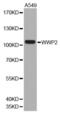 WW Domain Containing E3 Ubiquitin Protein Ligase 2 antibody, abx001912, Abbexa, Western Blot image 