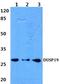 Dual Specificity Phosphatase 19 antibody, A12397-1, Boster Biological Technology, Western Blot image 