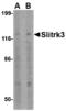 SLIT And NTRK Like Family Member 3 antibody, LS-C53255, Lifespan Biosciences, Western Blot image 