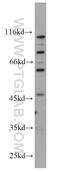 Poly(A) Binding Protein Interacting Protein 1 antibody, 60050-1-Ig, Proteintech Group, Western Blot image 