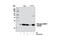 Heat Shock Protein Family B (Small) Member 1 antibody, 9709S, Cell Signaling Technology, Western Blot image 