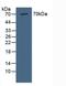 Nucleoporin 85 antibody, LS-C374065, Lifespan Biosciences, Western Blot image 