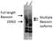 Bassoon Presynaptic Cytomatrix Protein antibody, LS-C232177, Lifespan Biosciences, Western Blot image 