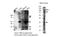Neural EGFL Like 2 antibody, AM09386PU-S, Origene, Western Blot image 