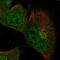 Nudix Hydrolase 18 antibody, HPA028581, Atlas Antibodies, Immunofluorescence image 