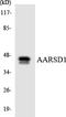 PTGES3L-AARSD1 Readthrough antibody, LS-C200064, Lifespan Biosciences, Western Blot image 