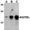 TNF Superfamily Member 18 antibody, A04408, Boster Biological Technology, Western Blot image 