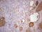 Thyroglobulin antibody, LS-C790098, Lifespan Biosciences, Immunohistochemistry frozen image 