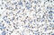 DEAD-Box Helicase 19B antibody, 29-252, ProSci, Western Blot image 