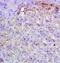 Cholecystokinin antibody, orb10260, Biorbyt, Immunohistochemistry paraffin image 