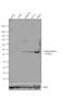 Casein Kinase 1 Epsilon antibody, 487600, Invitrogen Antibodies, Western Blot image 