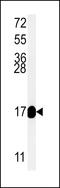 Mitochondrial Ribosomal Protein S33 antibody, 61-804, ProSci, Western Blot image 