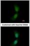 SUFU Negative Regulator Of Hedgehog Signaling antibody, PA5-29952, Invitrogen Antibodies, Immunofluorescence image 