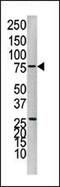 PTPN1 antibody, 63-458, ProSci, Western Blot image 