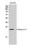 Cathepsin G antibody, STJ92048, St John