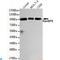 Ran-binding protein 9 antibody, LS-C813111, Lifespan Biosciences, Western Blot image 