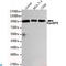 RAN Binding Protein 9 antibody, LS-C813111, Lifespan Biosciences, Western Blot image 