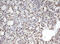 Chromobox 8 antibody, M05234-1, Boster Biological Technology, Immunohistochemistry paraffin image 