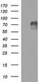 Mucosal Vascular Addressin Cell Adhesion Molecule 1 antibody, LS-C788356, Lifespan Biosciences, Western Blot image 