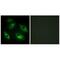 EPH Receptor B6 antibody, A04270, Boster Biological Technology, Immunofluorescence image 