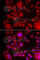 Bleomycin Hydrolase antibody, A6535, ABclonal Technology, Immunofluorescence image 