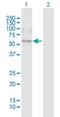 Cysteine Rich Secretory Protein LCCL Domain Containing 1 antibody, H00083690-B01P, Novus Biologicals, Western Blot image 