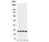 TP antibody, R30744, NSJ Bioreagents, Western Blot image 