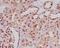 ETS Transcription Factor ERG antibody, M00793, Boster Biological Technology, Immunohistochemistry paraffin image 