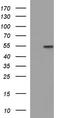 Fibrinogen Gamma Chain antibody, TA507128, Origene, Western Blot image 