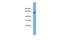 Glutathione S-transferase alpha-3 antibody, PA5-43184, Invitrogen Antibodies, Western Blot image 