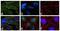 B-Raf Proto-Oncogene, Serine/Threonine Kinase antibody, 711219, Invitrogen Antibodies, Immunofluorescence image 