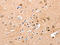 Tyrosine 3-Monooxygenase/Tryptophan 5-Monooxygenase Activation Protein Gamma antibody, CSB-PA066436, Cusabio, Immunohistochemistry paraffin image 