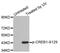 CAMP Responsive Element Binding Protein 1 antibody, MBS128289, MyBioSource, Western Blot image 