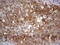 Protein S100-A6 antibody, LS-C339128, Lifespan Biosciences, Immunohistochemistry frozen image 