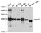 Protein O-Mannosyltransferase 1 antibody, abx126394, Abbexa, Western Blot image 