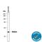 Midkine antibody, AF-258-PB, R&D Systems, Western Blot image 