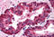 Interferon Regulatory Factor 3 antibody, MBS240831, MyBioSource, Immunohistochemistry frozen image 