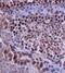 Caspase 12 (Gene/Pseudogene) antibody, GTX37762, GeneTex, Immunohistochemistry paraffin image 