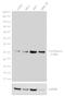 ATPase H+ Transporting V1 Subunit E1 antibody, PA5-29899, Invitrogen Antibodies, Western Blot image 