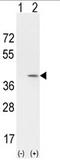 BCL-1 antibody, AP17192PU-N, Origene, Western Blot image 