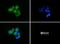 SAH3 antibody, NB100-401, Novus Biologicals, Immunofluorescence image 