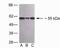 Plexin Domain Containing 1 antibody, 40-9100, Invitrogen Antibodies, Western Blot image 