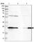 GSTP1-1 antibody, HPA019869, Atlas Antibodies, Western Blot image 