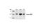 Aurora Kinase A antibody, 3092S, Cell Signaling Technology, Western Blot image 