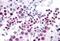 High Mobility Group Box 1 antibody, MBS245591, MyBioSource, Immunohistochemistry paraffin image 