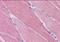 CAMP Responsive Element Binding Protein 3 Like 1 antibody, NB600-799, Novus Biologicals, Immunohistochemistry frozen image 