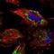 Electron Transfer Flavoprotein Subunit Beta antibody, HPA018910, Atlas Antibodies, Immunofluorescence image 
